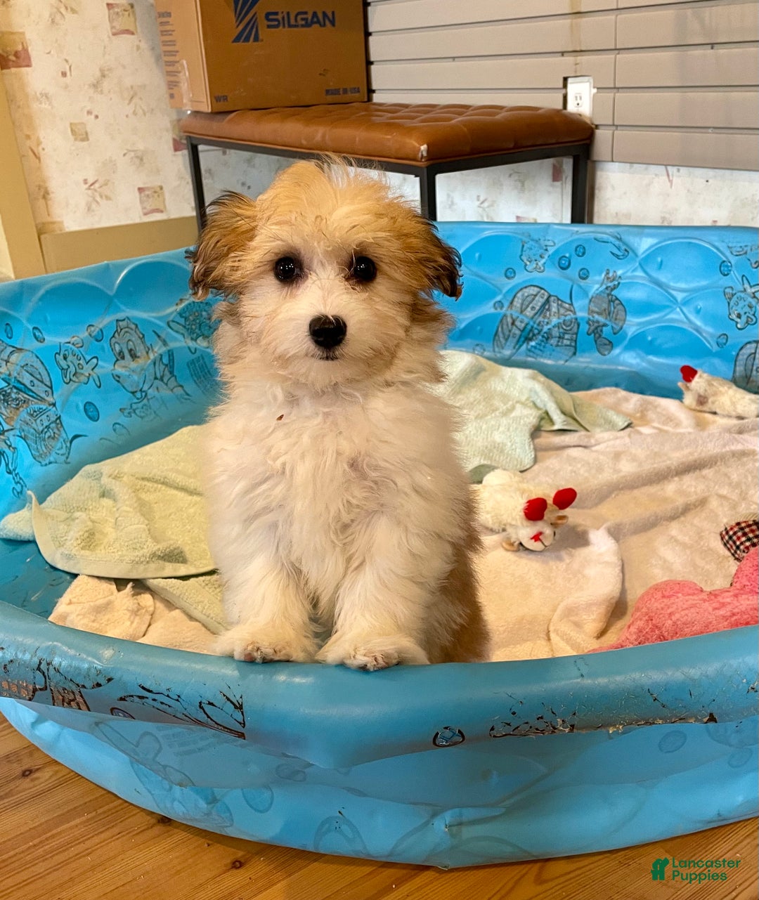 Mixed Breed dogs for sale: Sasha - Ad 4