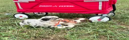 Australian Shepherd dogs for sale: Wade - Ad 11