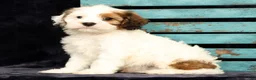 Cavapoo dogs for sale: Kendall - Ad 7