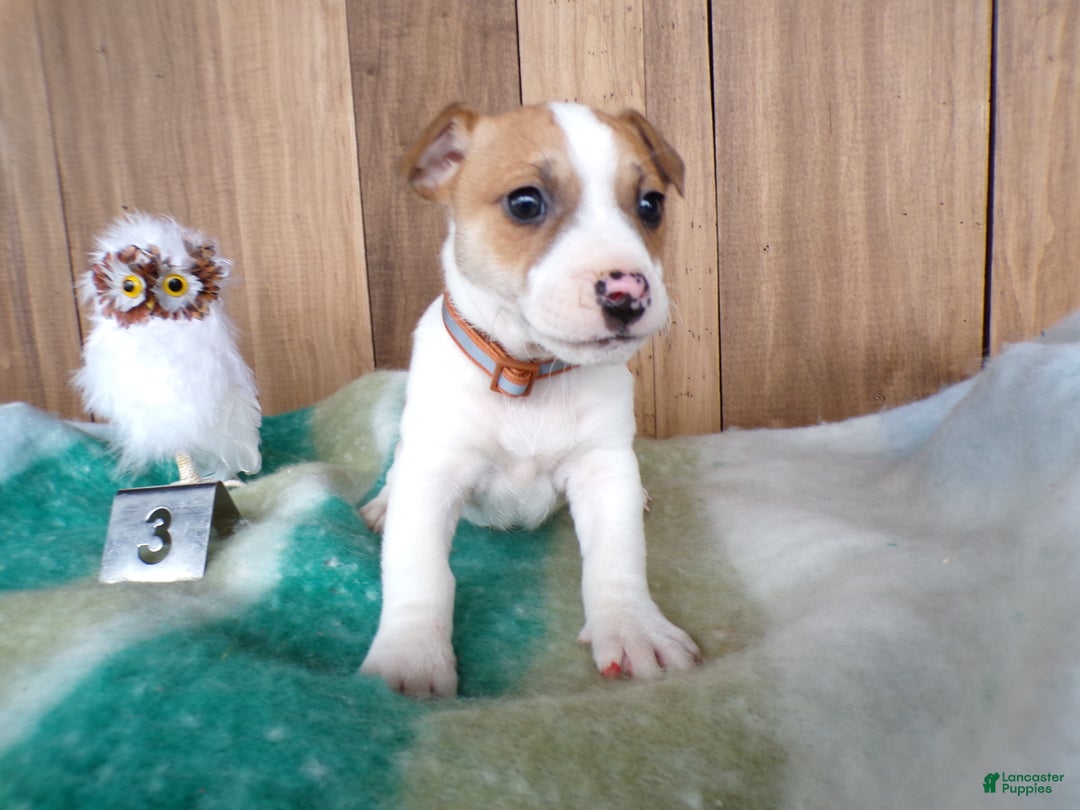 Jack Russell Terrier dogs for sale: Jack Russell Terrier Puppy 3 Sparky - Ad 3
