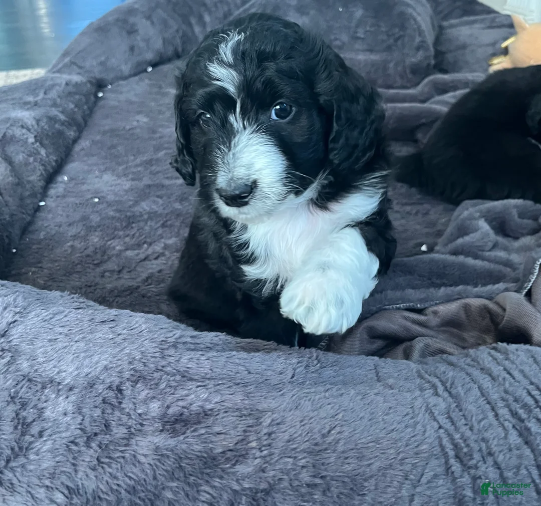 Aussiedoodle dogs for sale: Baxter  - Ad 1