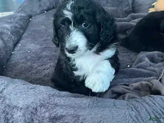 Aussiedoodle dogs Baxter - Ad 9