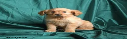 Golden Retriever dogs for sale: Sandy - Ad 1