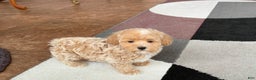 Havapoo dogs for sale: Havapoo Puppy 1 - Ad 4