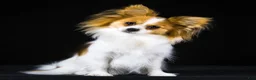 Papillon dogs for sale: Nerf - Ad 38