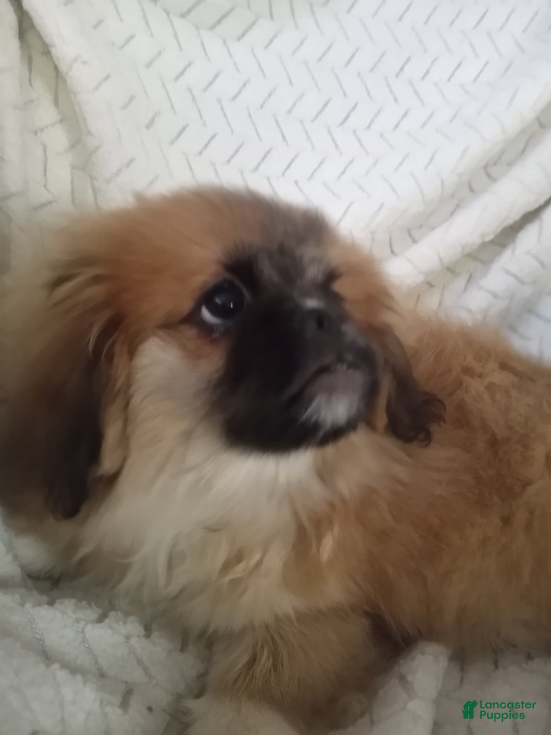 Pekingese dogs for sale: Rocky - Ad 8