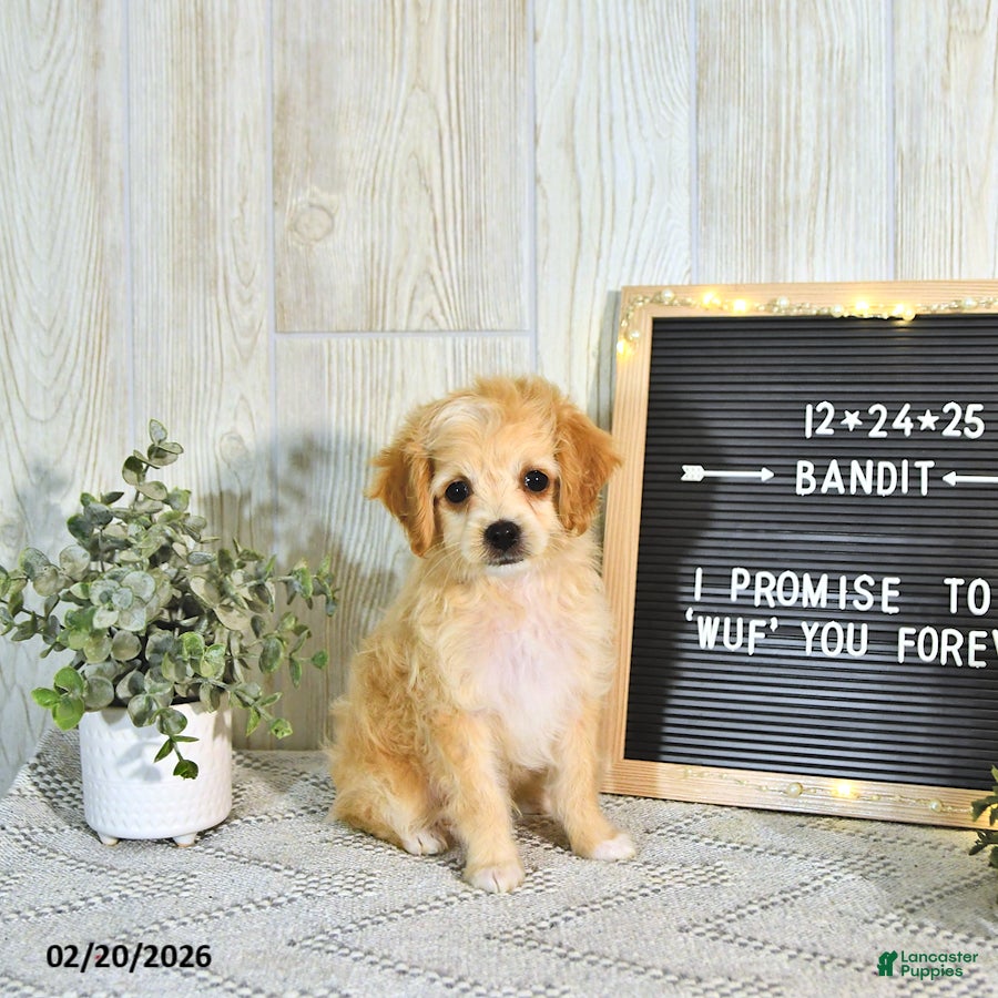 Cockapoo dogs Bandit EXTRA SMALL  - Ad 1