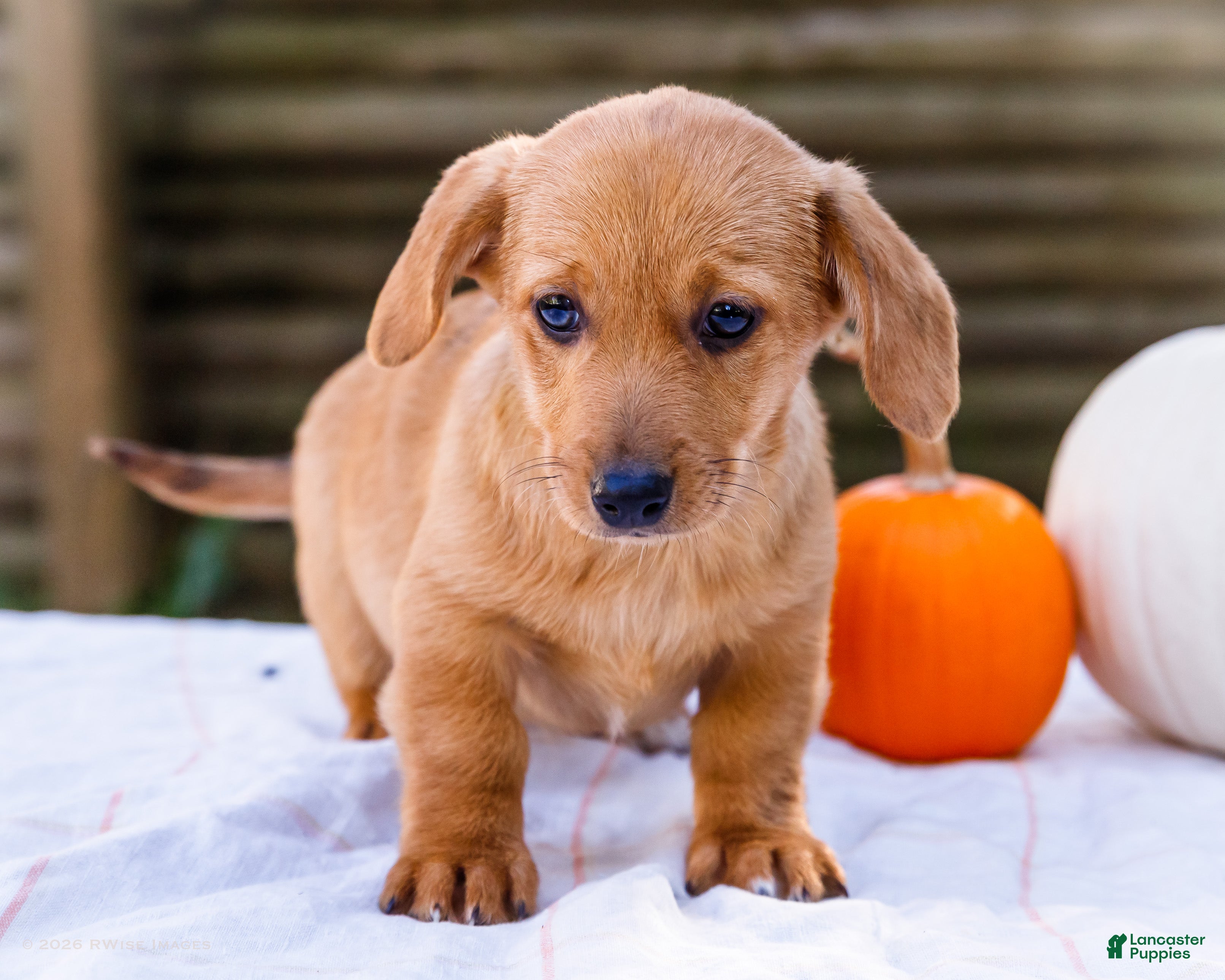 Mixed Breed dogs for sale: Bella Dorgi - Ad 2
