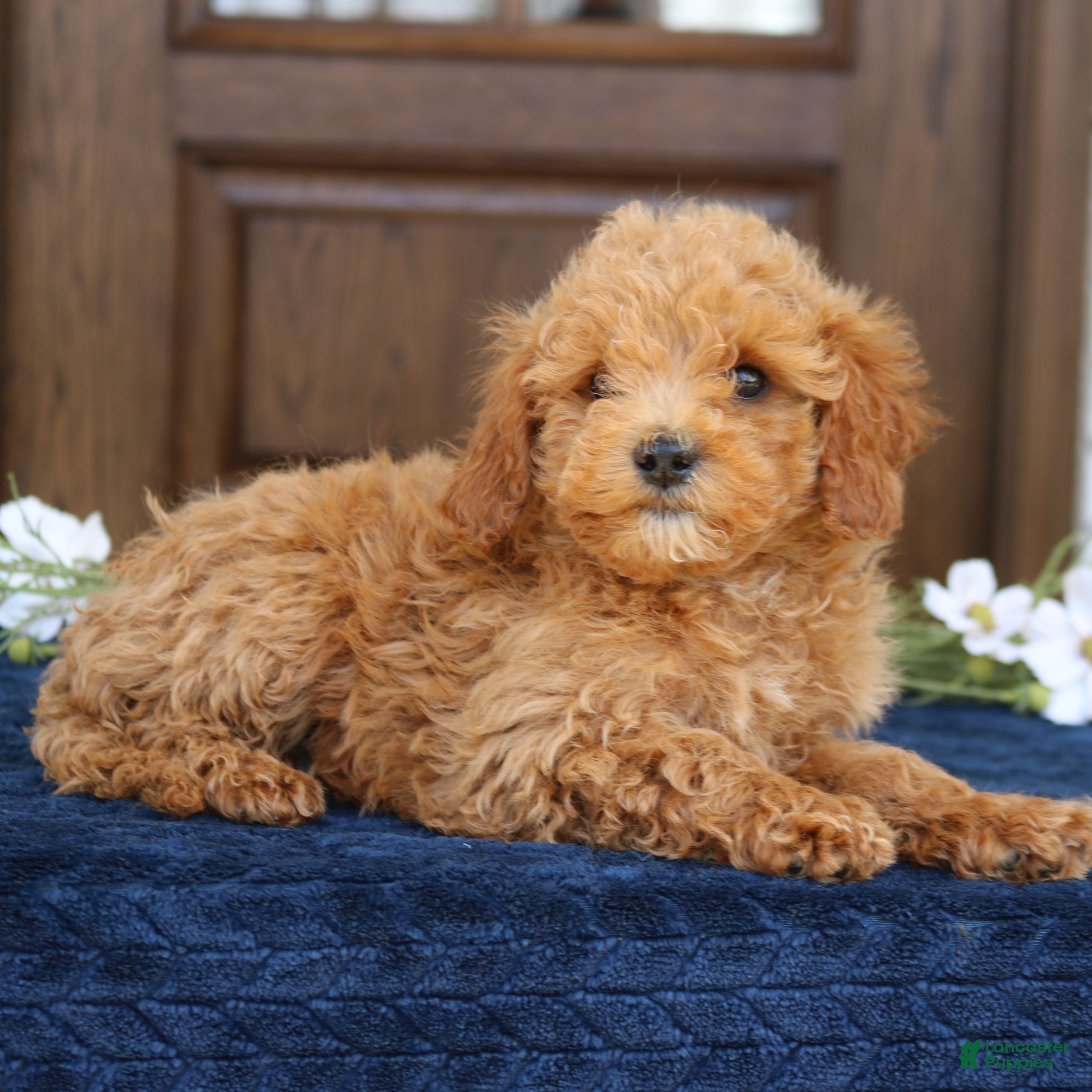 Mini Goldendoodle dogs Gavin  - Ad 1