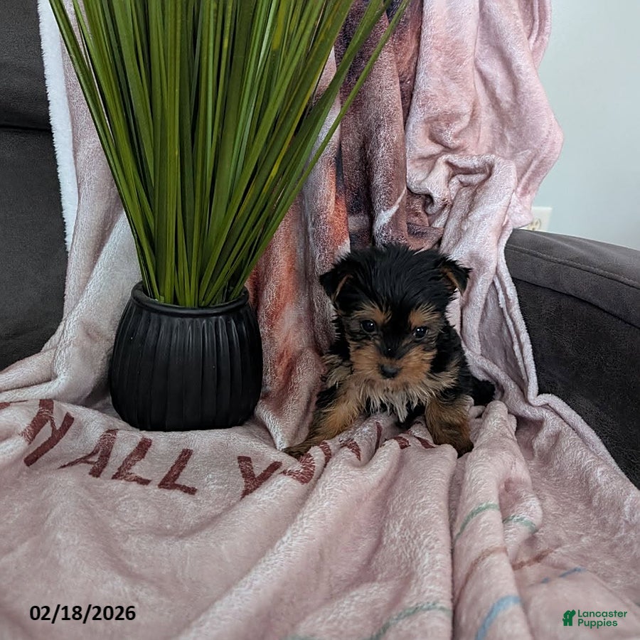 Yorkshire Terrier dogs Darla - Ad 20