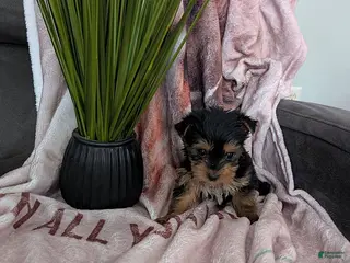Yorkshire Terrier dogs Darla - Ad 20
