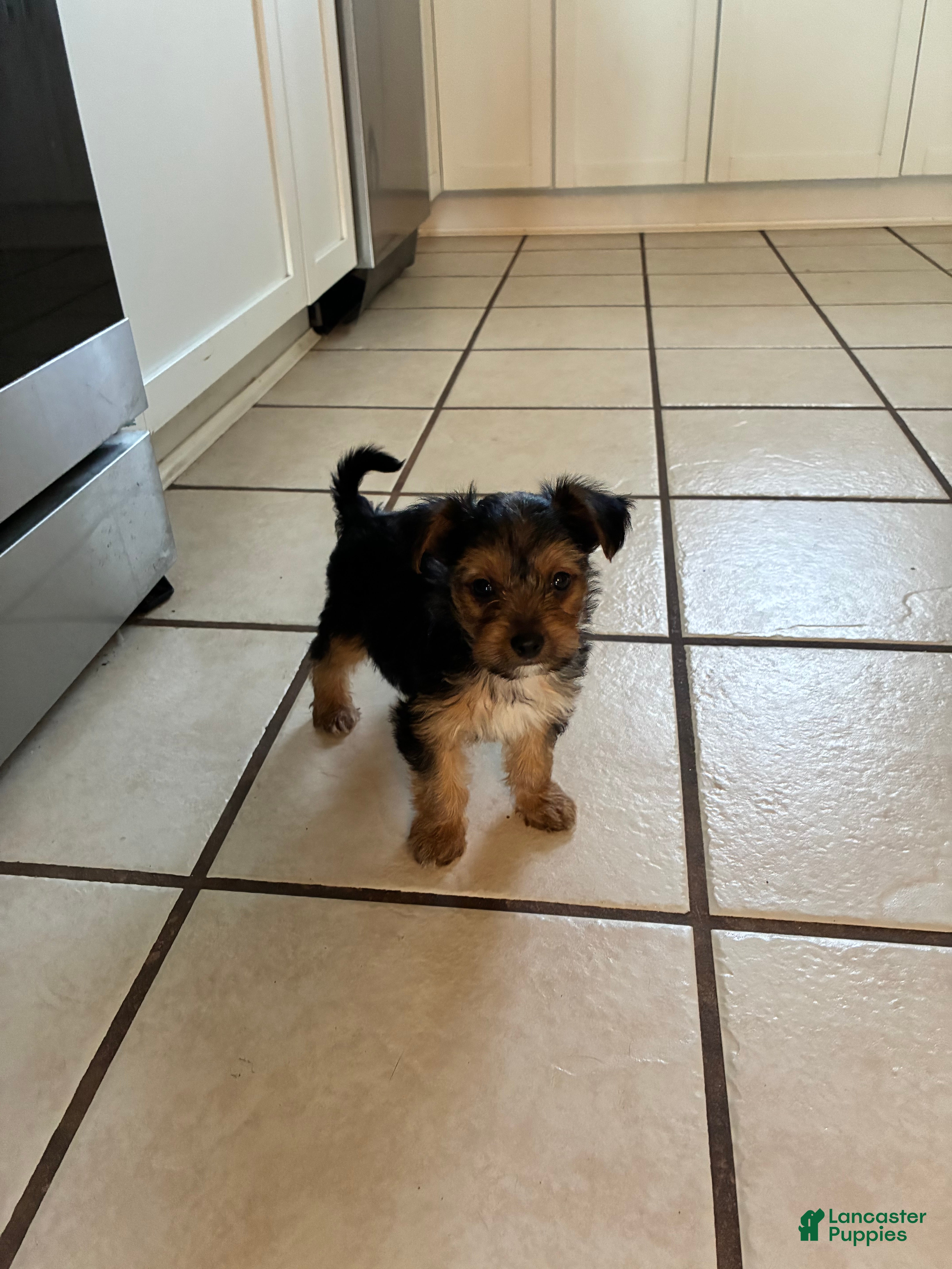 Mixed Breed dogs Drake!!! - Ad 2