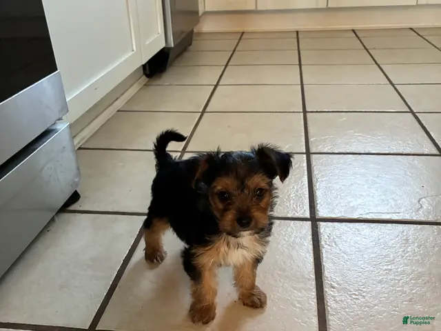 Mixed Breed dogs for sale: Drake!!! - Ad 2