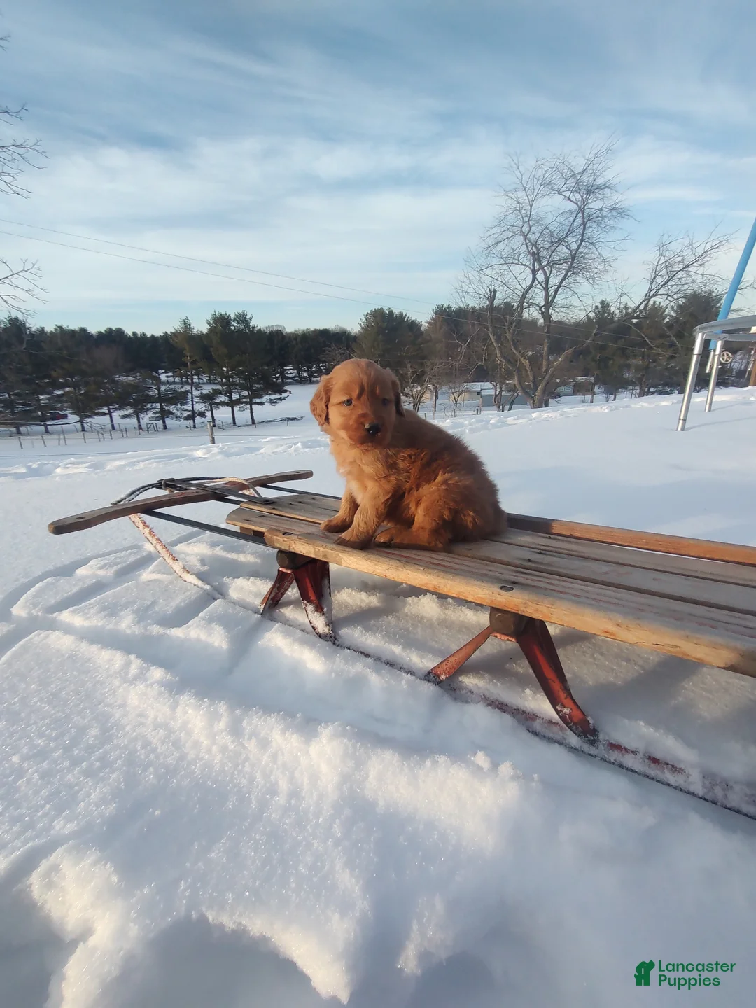 Mixed Breed dogs for sale: Jace - Ad 6