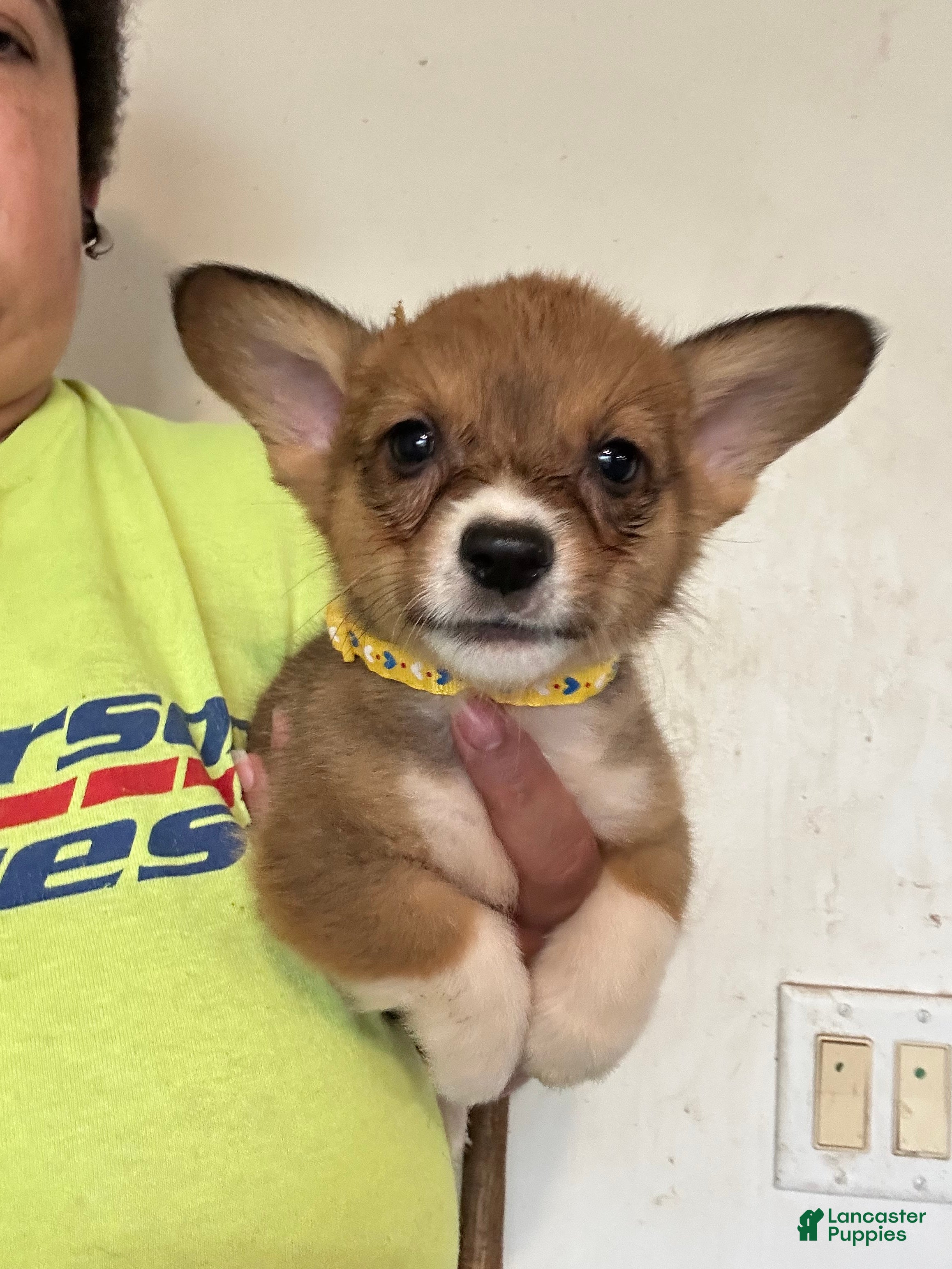 Welsh Corgi Pembroke dogs Yellow - Ad 5