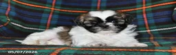 Shih Tzu dogs for sale: Fern - Ad 1