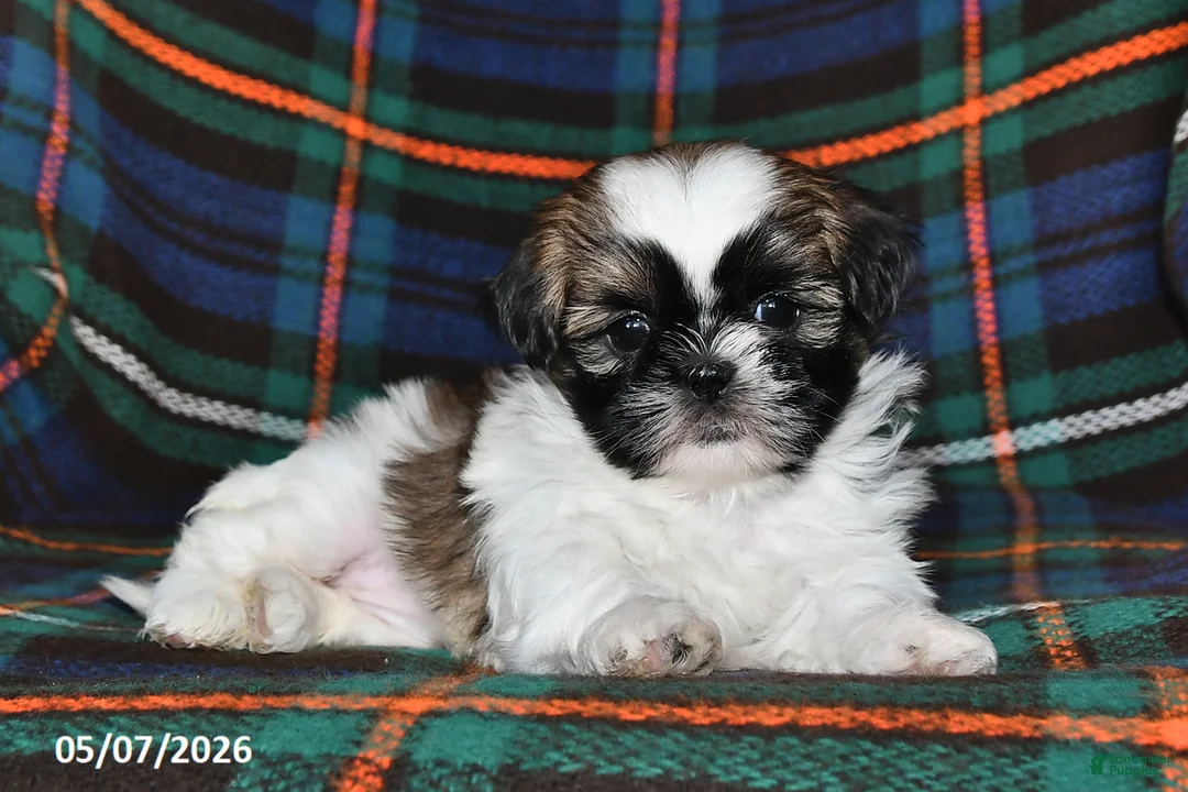 Shih Tzu dogs for sale: Fern - Ad 1
