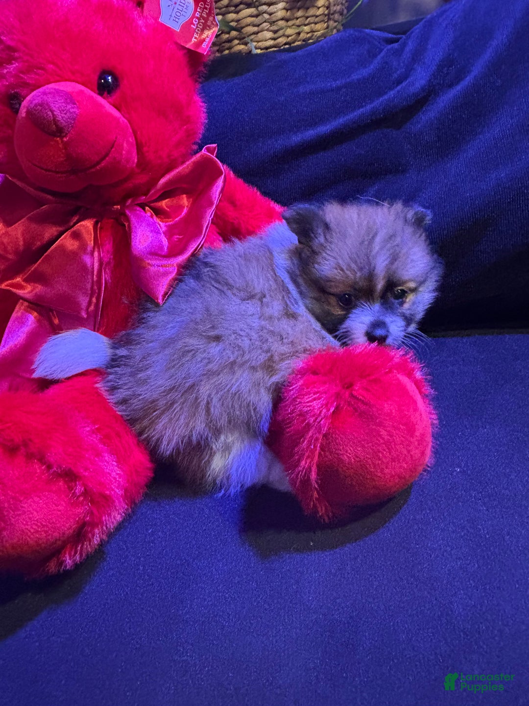 Pomeranian dogs for sale: Sparkles - Ad 6