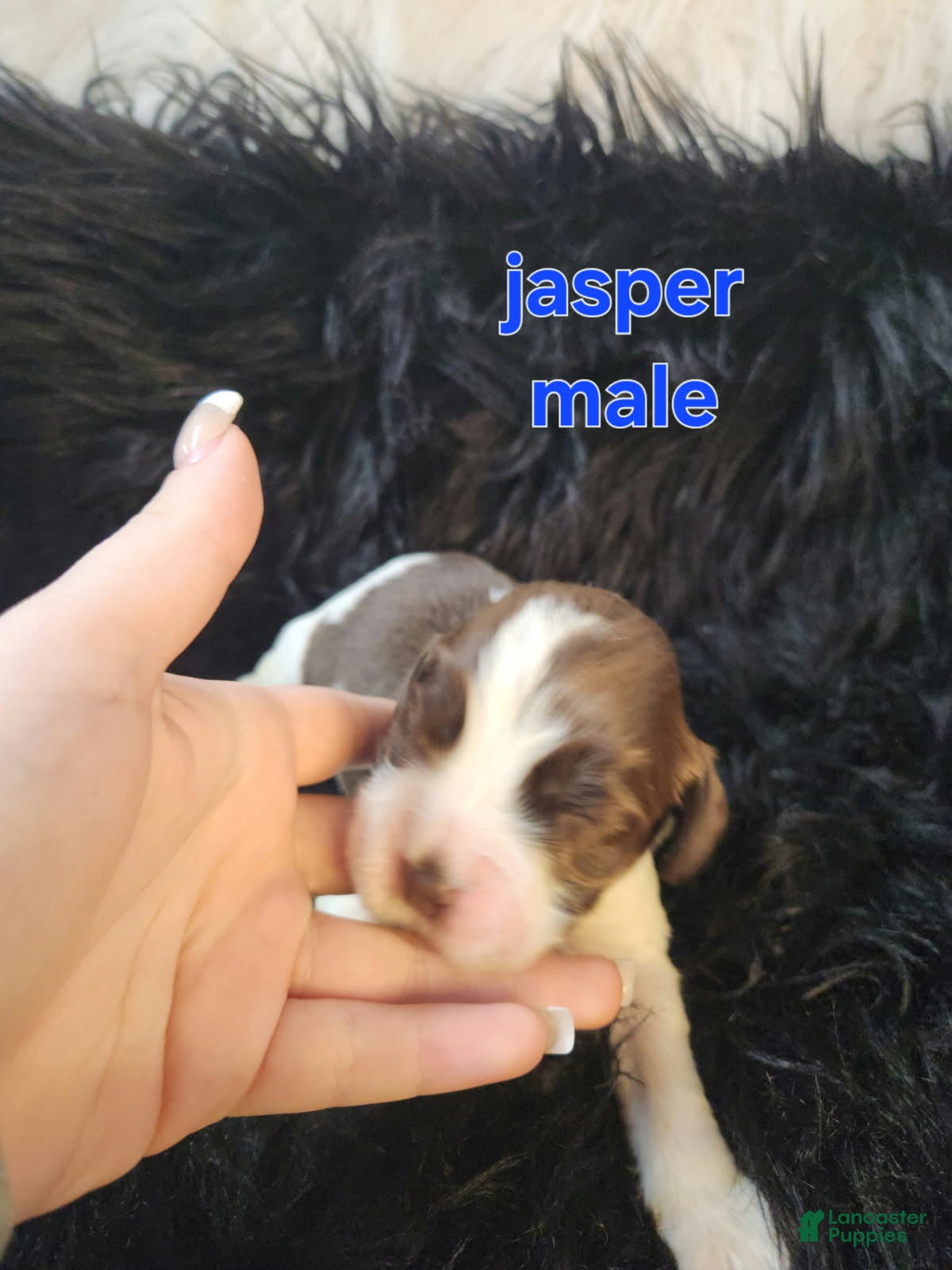 English Springer Spaniel dogs Jasper - Ad 22