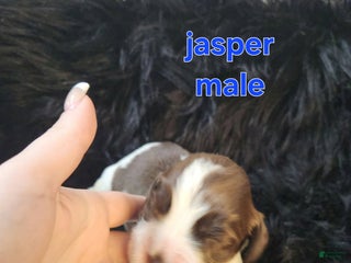 English Springer Spaniel dogs Jasper - Ad 15