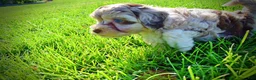 Havapoo dogs for sale: Bambi - Ad 21