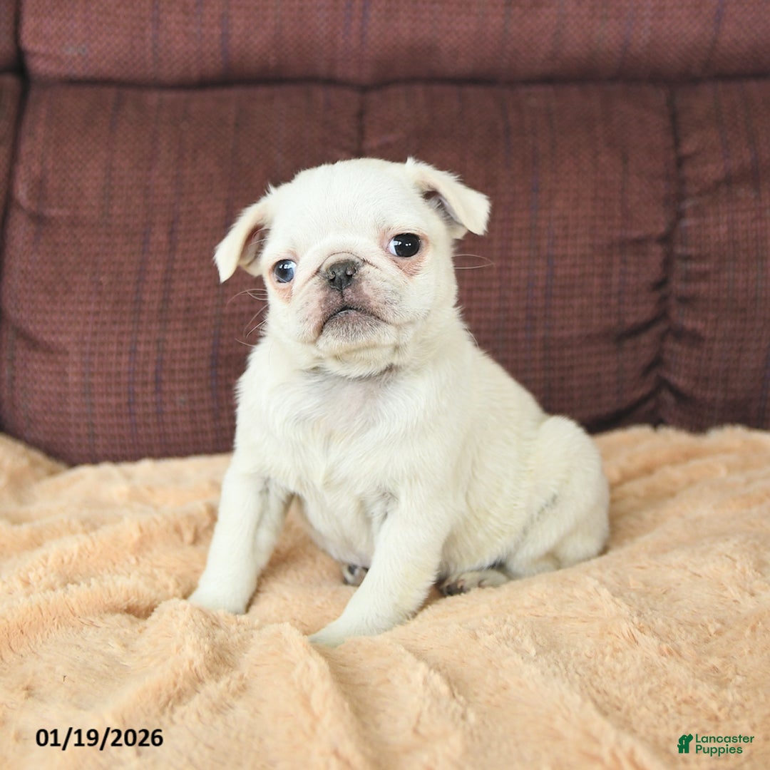 Pug dogs for sale: Wellington - Ad 3