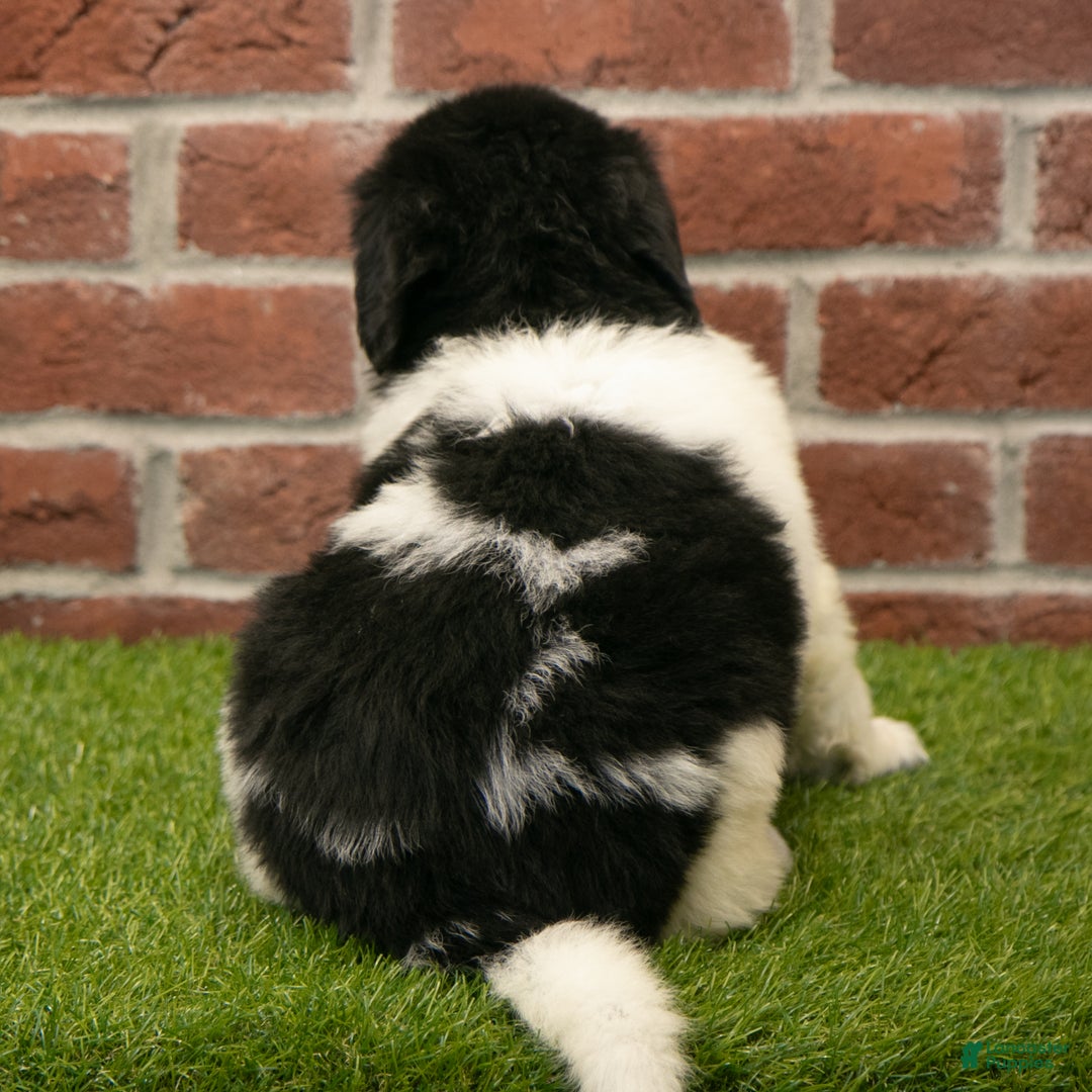 Newfoundland dogs for sale: Molly - Ad 6