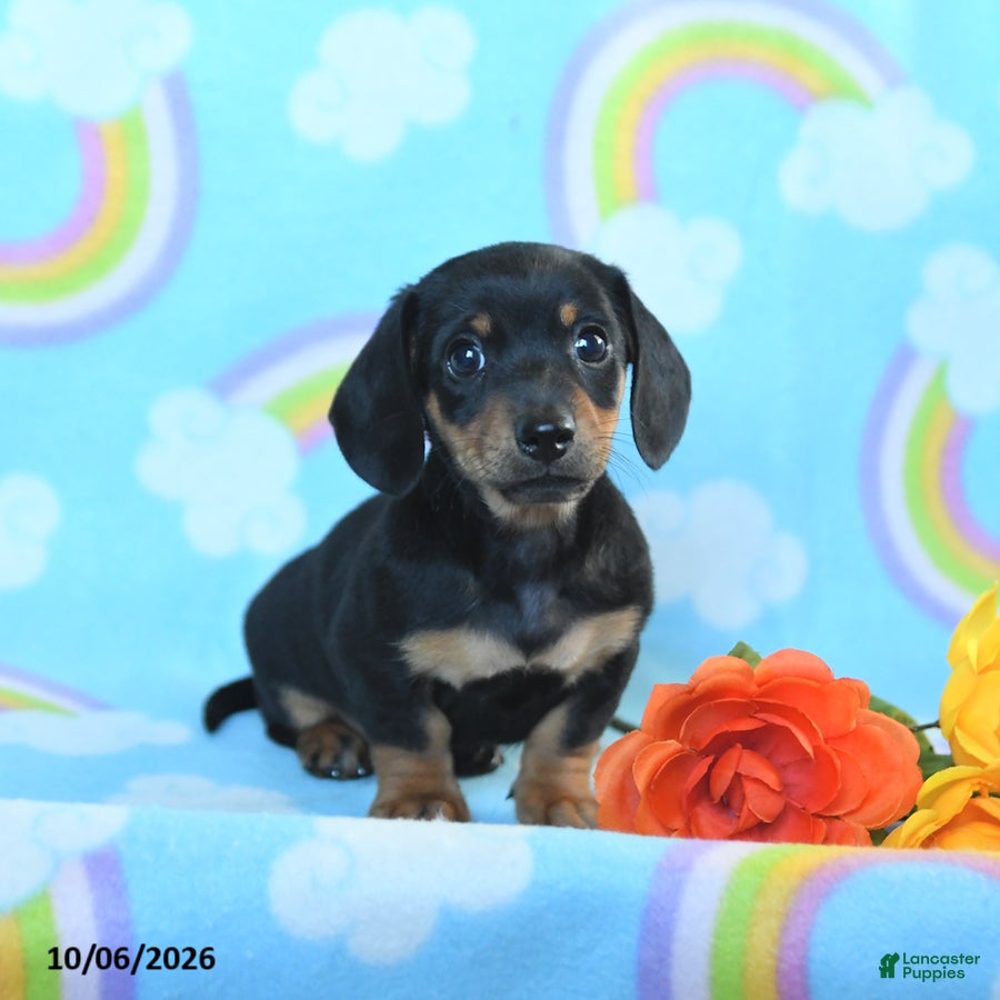 Miniature Dachshund dogs Jack  - Ad 1