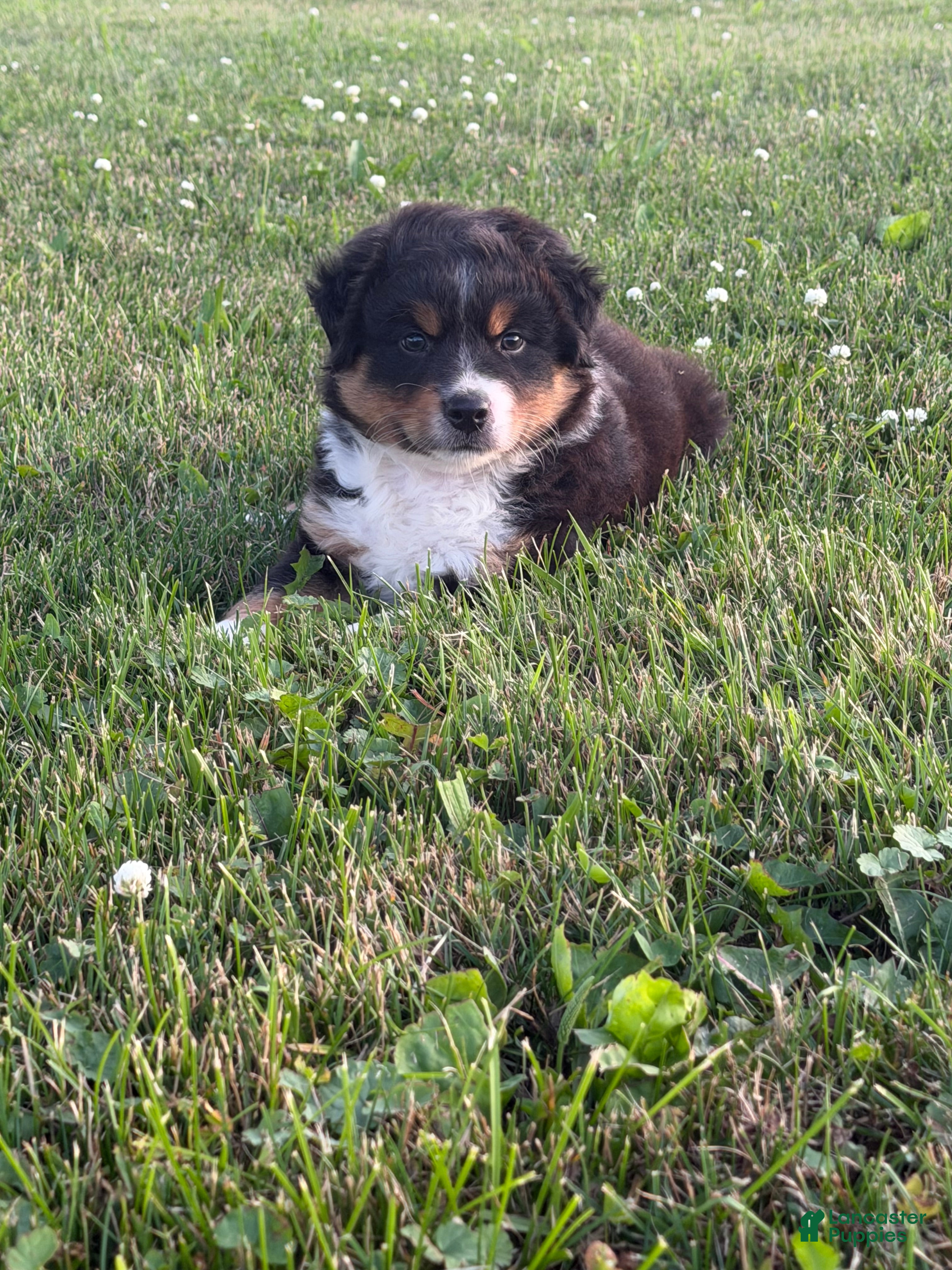 Australian Shepherd dogs Marshal  - Ad 2