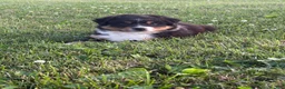 Australian Shepherd dogs for sale: Marshal  - Ad 2