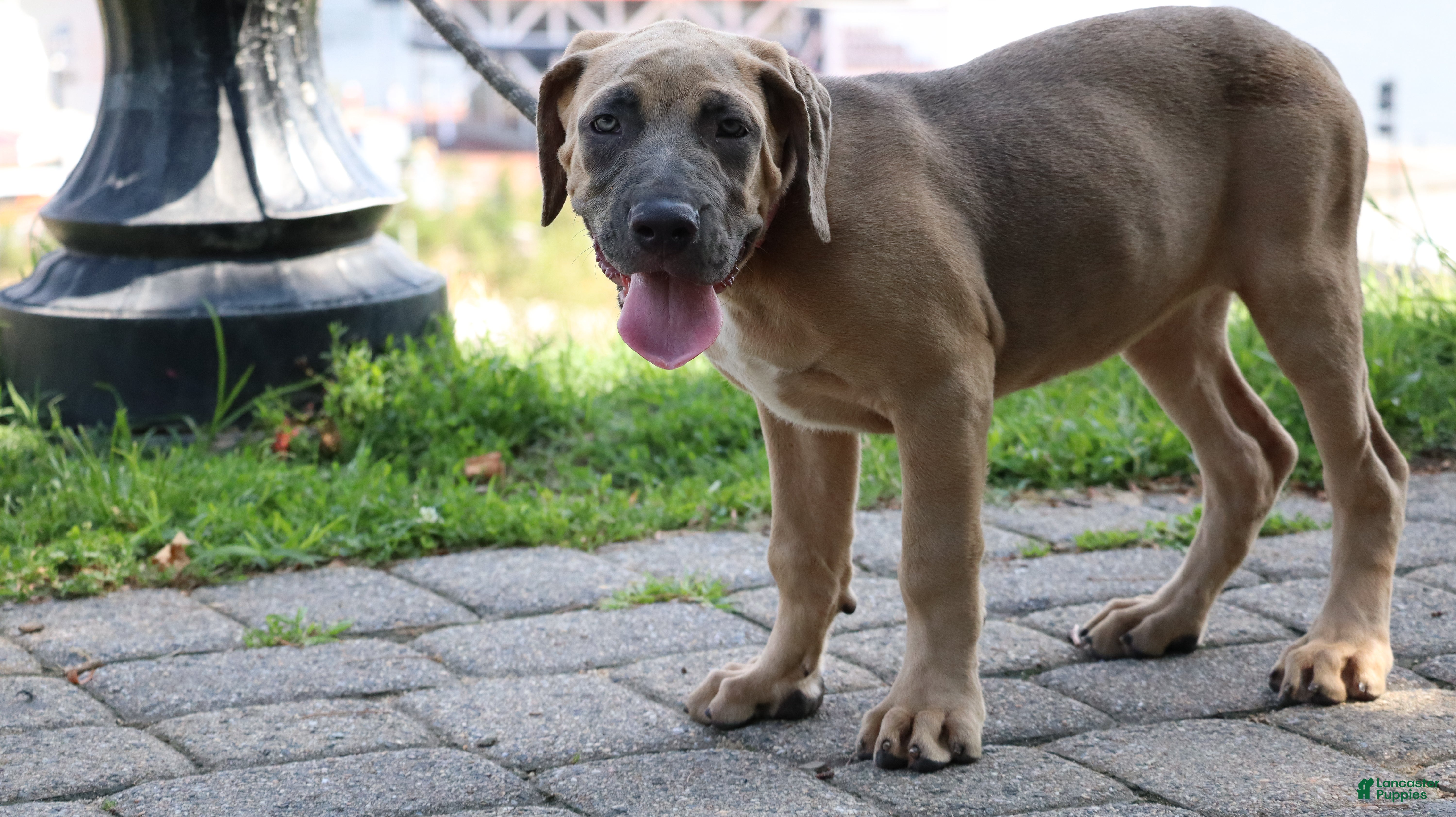 Cane Corso dogs Aries  - Ad 1