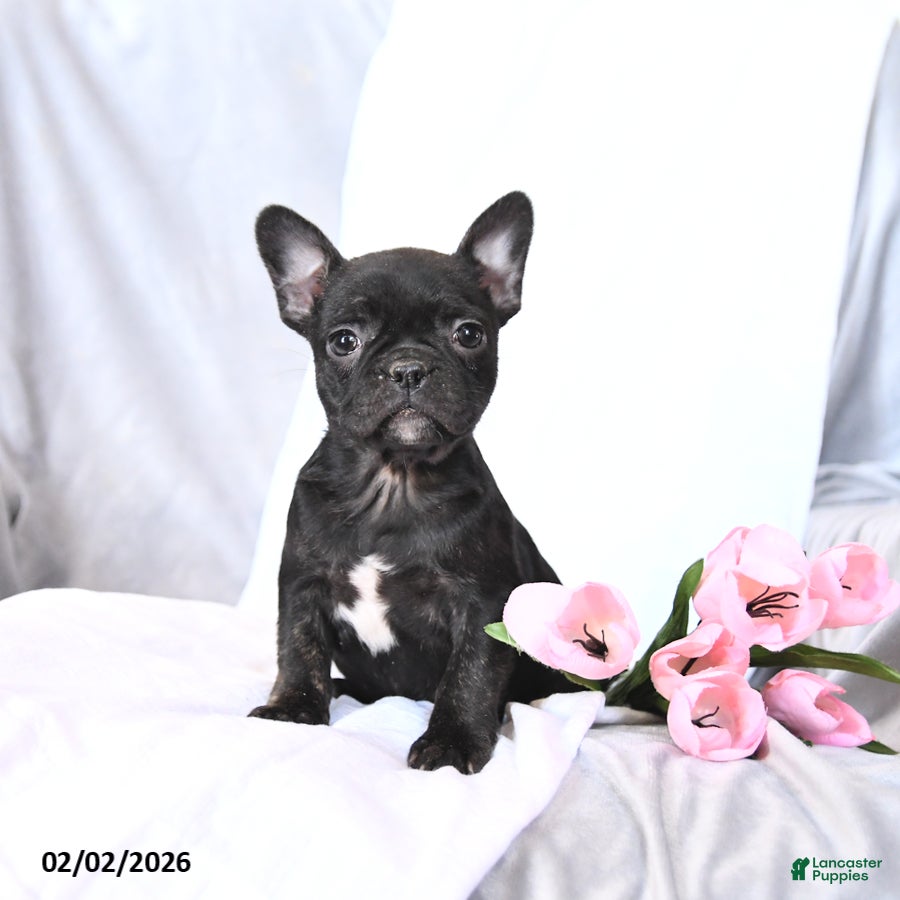 Frenchton dogs Sasha - Ad 33