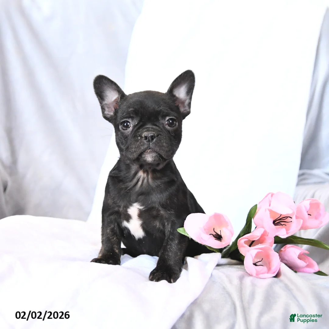 Frenchton dogs for sale: Sasha - Ad 1