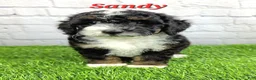 Mini Bernedoodle dogs for sale: Sandy - Ad 5