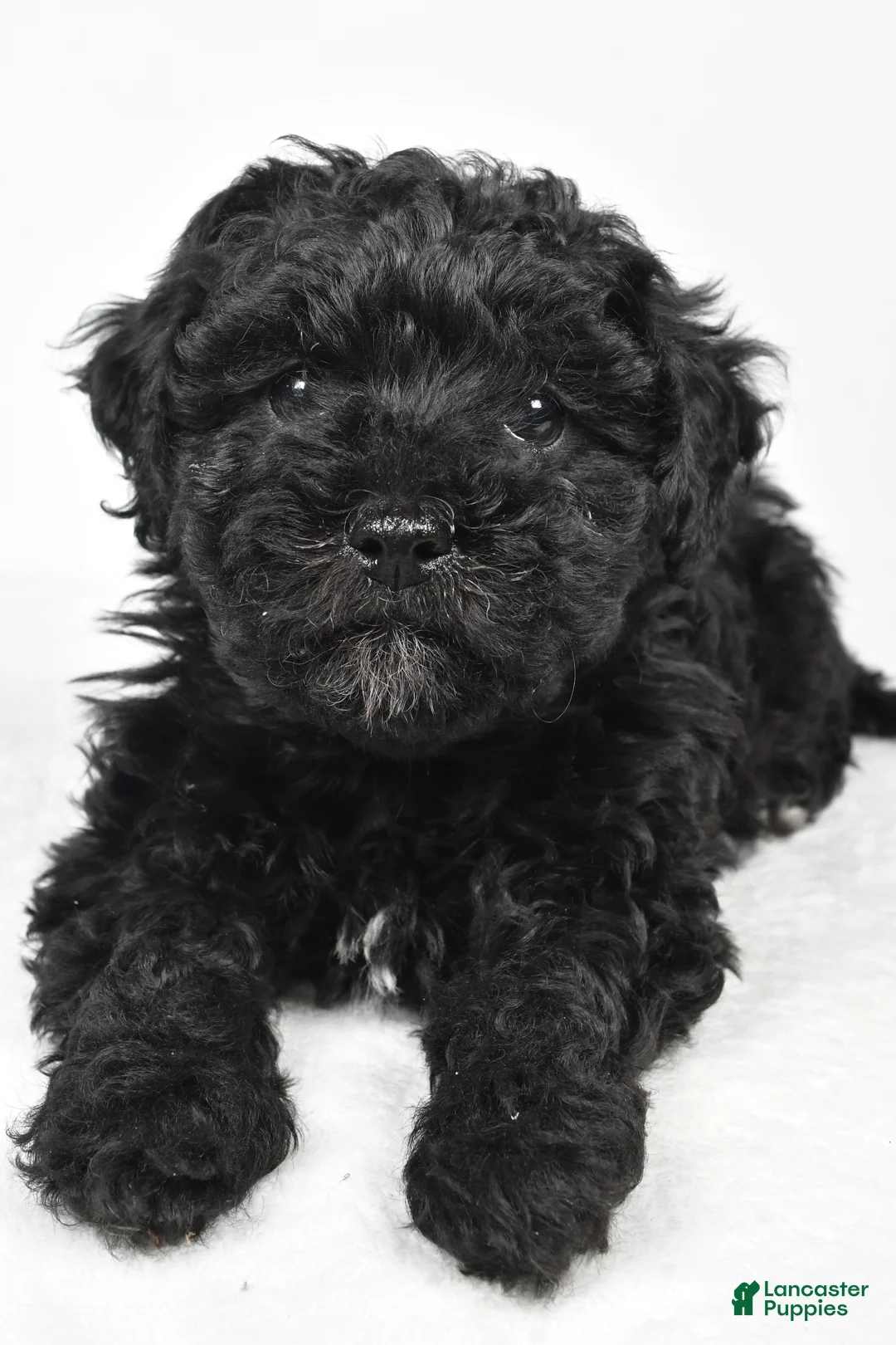 Yorkiepoo dogs for sale: Rosa - Ad 7