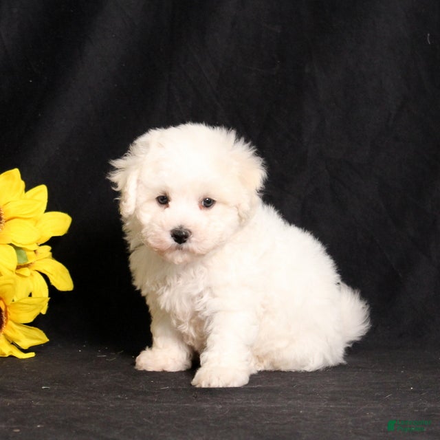 Bichon Frise dogs Sadie - Ad 2