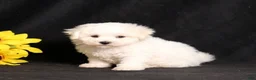 Bichon Frise dogs for sale: Sadie - Ad 2