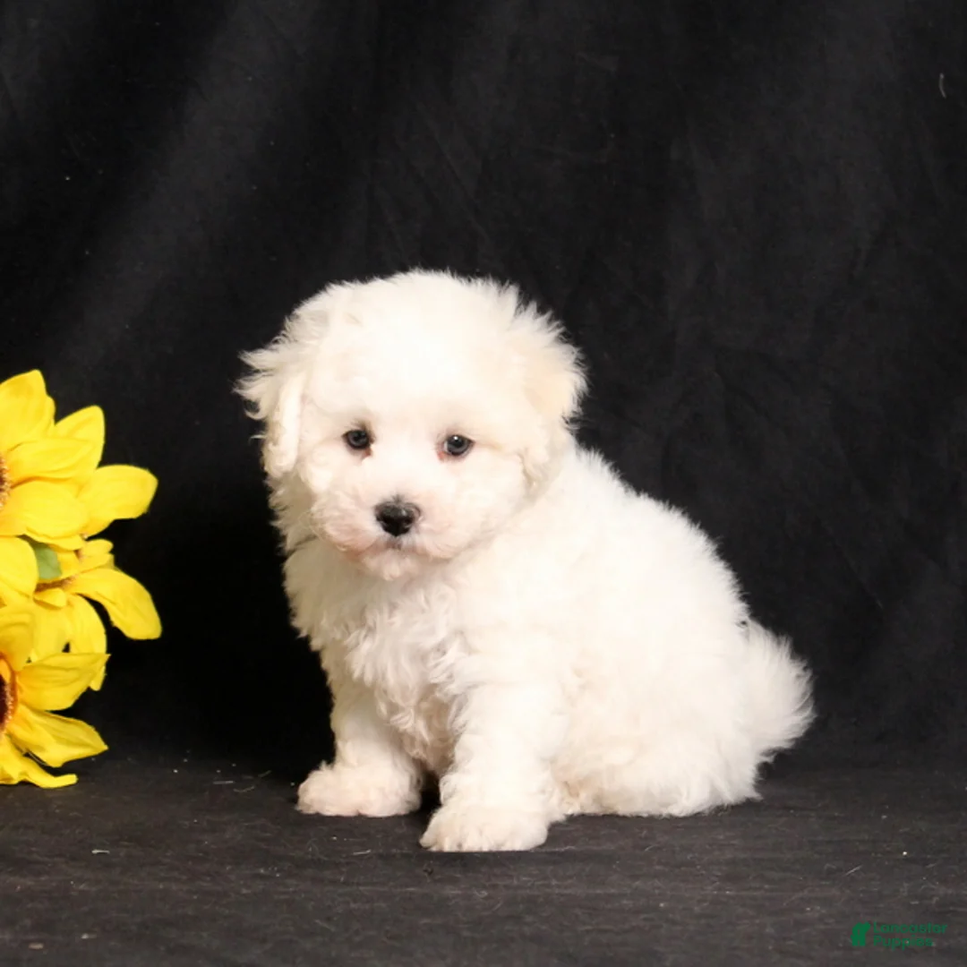 Bichon Frise dogs for sale: Sadie - Ad 2