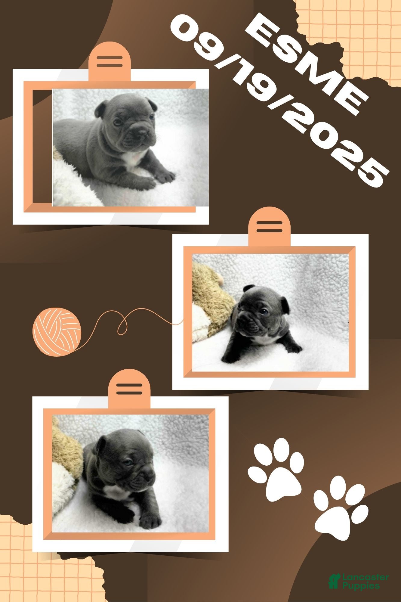 Frenchton dogs Esme - Ad 6