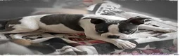 Boston Terrier dogs for sale: AKC little girl Evie - Ad 2