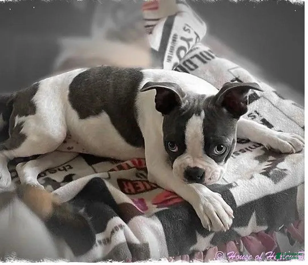 Boston Terrier dogs for sale: AKC little girl Evie - Ad 2