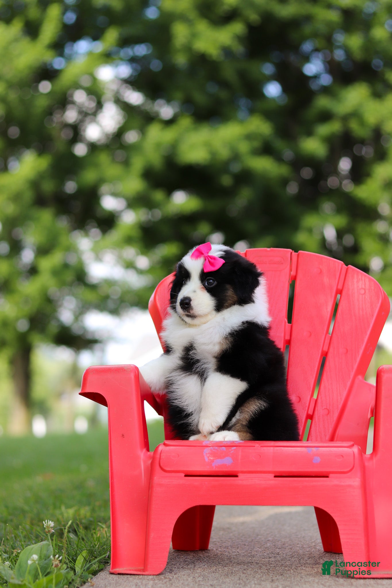 Miniature Australian Shepherd dogs Cisco - Ad 2