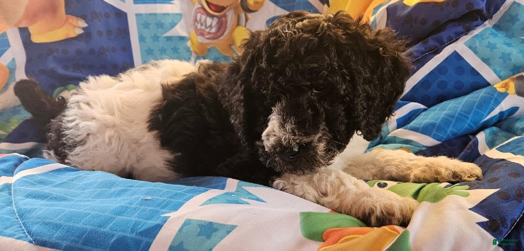 Double Doodle dogs Levi - Ad 2