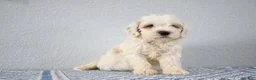 Mini Goldendoodle dogs for sale: Vlad - Ad 5
