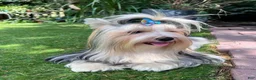 Mixed Breed dogs for sale: Teddy - Ad 4
