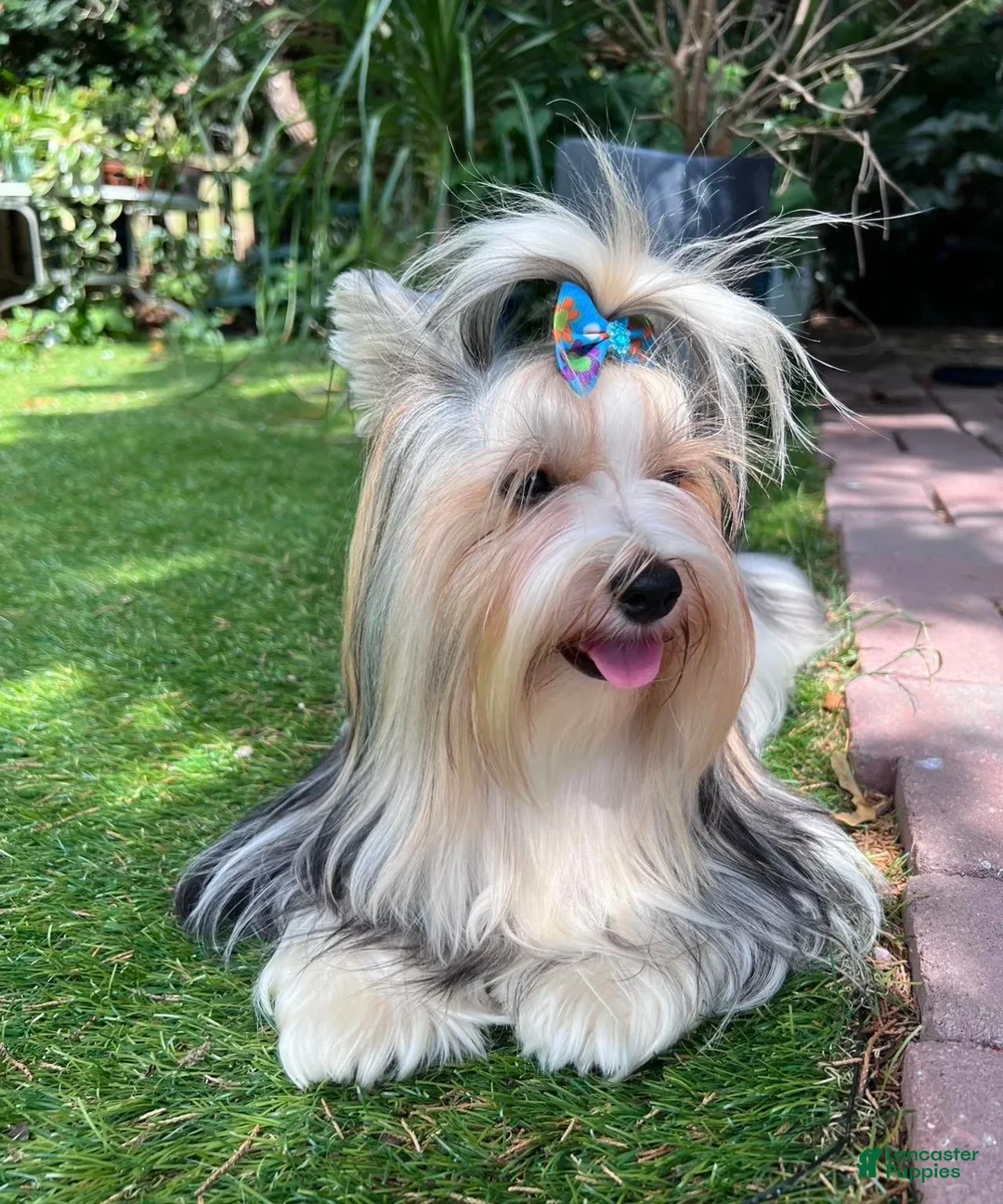Mixed Breed dogs for sale: Teddy - Ad 4