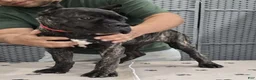 Cane Corso dogs for sale: Red Boy - Ad 4