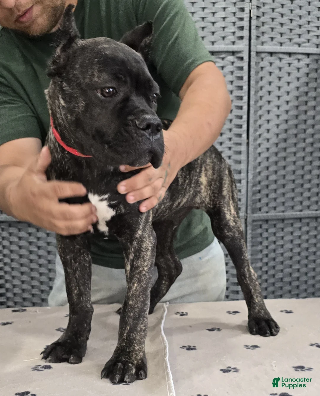 Cane Corso dogs for sale: Red Boy - Ad 4