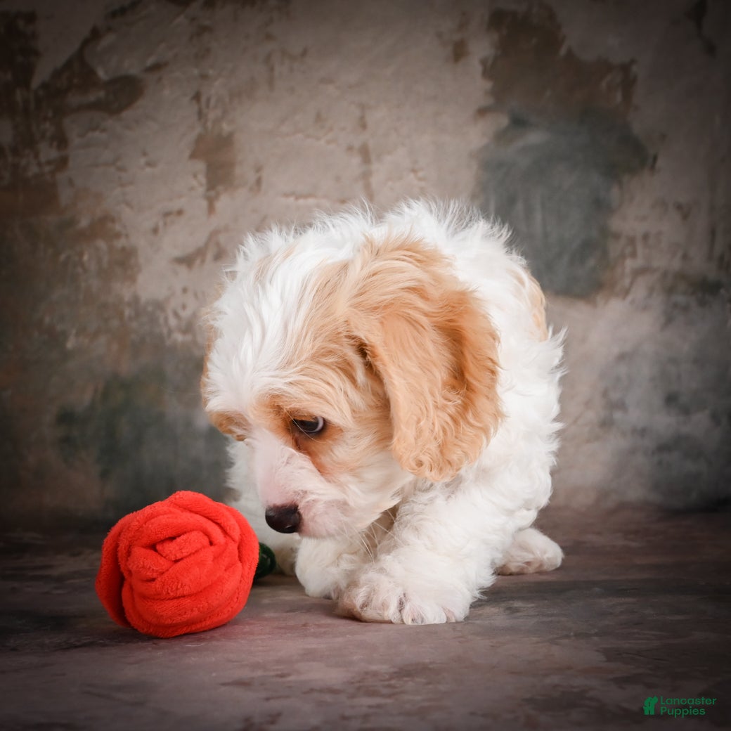 Cavachon dogs for sale: Jeremy - Ad 6