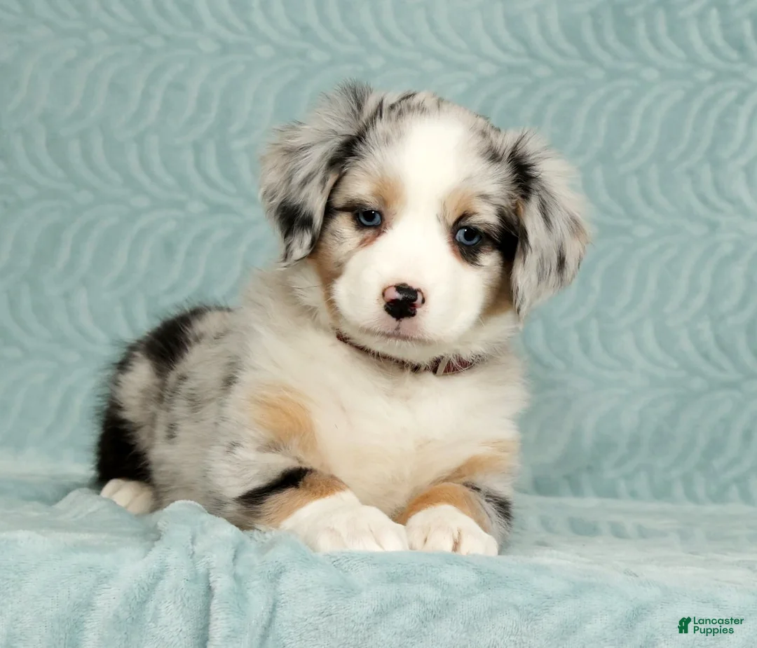 Australian Shepherd dogs for sale: Zoey - Ad 4